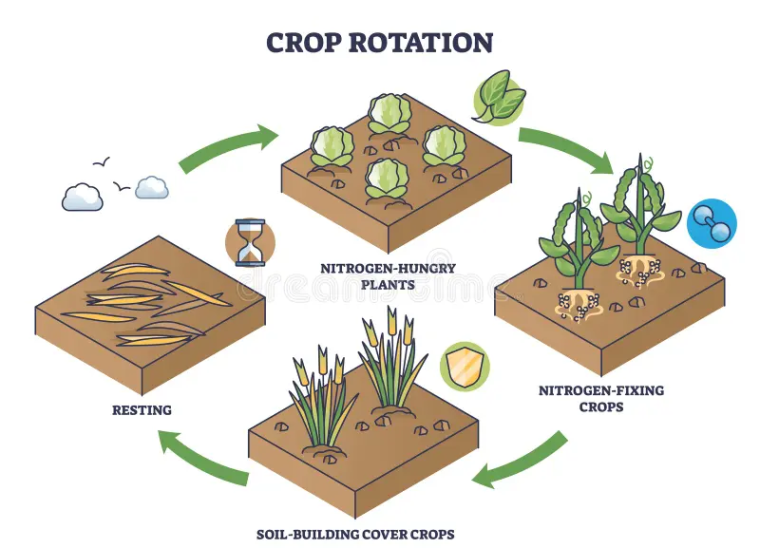 Crop rotation kilimofy