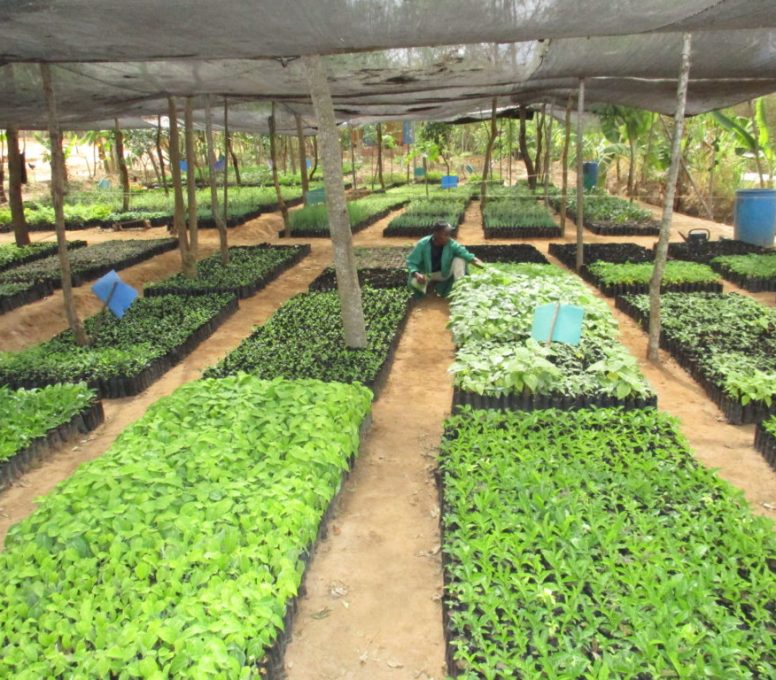 KILIMO SEEDS