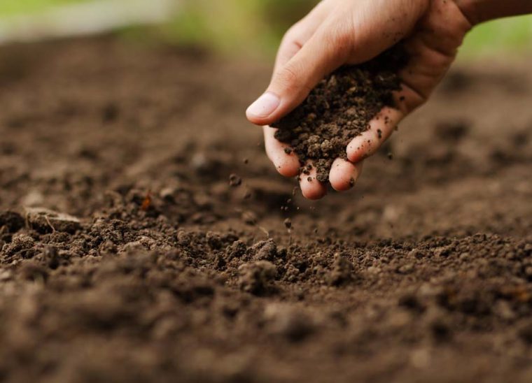 Expert hand of farmer checking soil health before growth a seed of vegetable or plant seedling. Gardening technical, Agriculture concept.